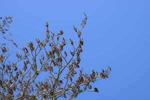 Earrings flowering silver poplar. Flowering poplar photo