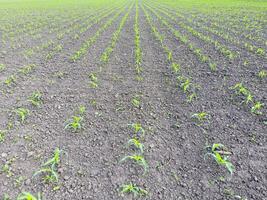 Field of young corn. Shoots of corn on the field. Fodder corn for silage. photo