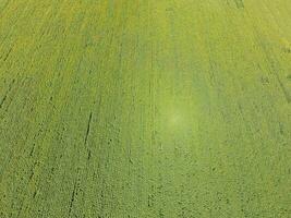 Field of sunflowers. Top view. photo