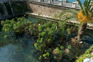 Syracuse, Italy-May 9, 2022-View of the Fonte Aretusa in the island of Ortigia in Syracuse during a sunny day photo