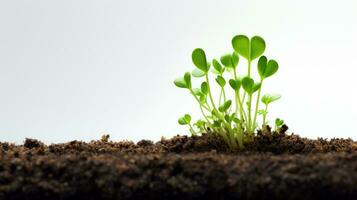 AI generated Detailed Macro photo of microgreens growing on soil. Close-up micro green sprouts with empty space for text. Blurred land and small plants with copy space. Vegan healthy Eco food salad