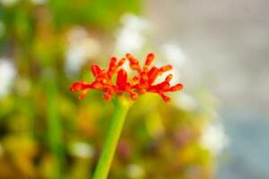 rojo flor en jardín, temprano primavera en un calentar soleado día foto