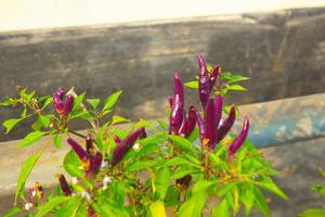 Red hot chili pepper plant in the garden photo