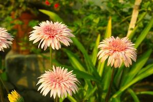 dandelion flower close up on green garden background photo