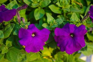 purple flowers in wild green nature photo