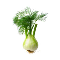 AI generated Green Fennel Bulb With Feathery Leaves, Without Shadow, Isolated Background png