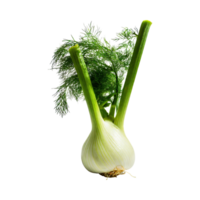 AI generated Green Fennel Bulb With Feathery Leaves, Without Shadow, Isolated Background png