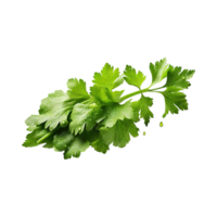 AI generated Bunch Of Fresh Green Leaf Of Celery With Water Drop, Isolated Background png