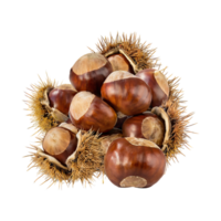 AI generated Bunch Of Brown Chestnut With A Spiky Shell, Blank Isolated Background png