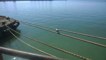 Seagull sitting on mooring ropes. Birds of the sea bay photo