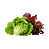 ai genererad grön och röd romaine sallad, isolerat transparent bakgrund png