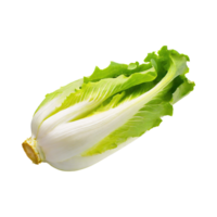 AI generated Floating Of Endive With A Crisp Texture, Isolated Transparent Background png