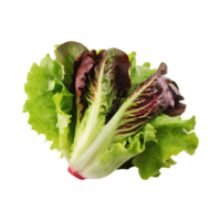 ai generiert Grün und rot Romaine Kopfsalat, isoliert transparent Hintergrund png