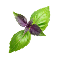 ai gegenereerd groen en Purper basilicum blad, zonder schaduw, geïsoleerd achtergrond png