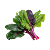 AI generated Bunches Of Green And Purple Swiss Chard With A Leafy Texture, Isolated Transparent Background png