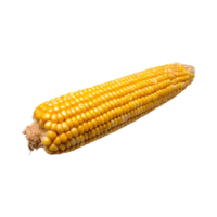 AI generated Yellow Corn Cob With Kernels, Without Shadow, Isolated Background png