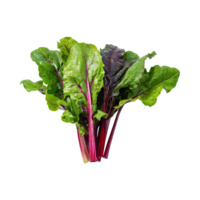 AI generated Bunches Of Green And Purple Swiss Chard With A Leafy Texture, Isolated Transparent Background png