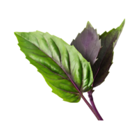 AI generated Green And Purple Basil Leaf, Without Shadow,Isolated Transparent Background png