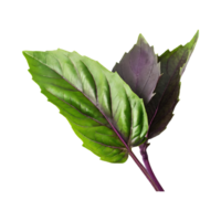 ai généré vert et violet basilic feuille, sans pour autant ombre, isolée transparent Contexte png