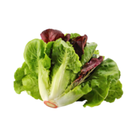 ai gegenereerd groen en rood romaine sla, geïsoleerd transparant achtergrond png