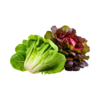 AI generated Green And Red Romaine Lettuce, Isolated Transparent Background png