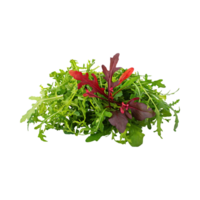 AI generated Green And Red Arugula With A Peppery Flavor, Without Shadow, Isolated Transparent Background png