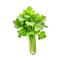 AI generated Bunch Of Fresh Green Leaf Of Celery With Water Drop, Isolated Background png