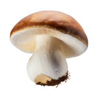 ai generiert schwebend Weiß Pilz mit ein braun Deckel, ohne Schatten, isoliert Hintergrund png