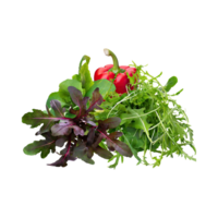 ai generiert Grün und rot Rucola mit ein pfeffrig Geschmack, ohne Schatten, isoliert transparent Hintergrund png