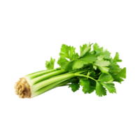 AI generated Bunch Of Fresh Green Leaf Of Celery With Water Drop, Isolated Background png