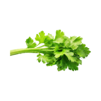 AI generated Bunch Of Fresh Green Leaf Of Celery With Water Drop, Isolated Background png