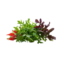 AI generated Green And Red Arugula With A Peppery Flavor, Without Shadow, Isolated Transparent Background png