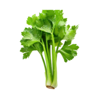 AI generated Bunch Of Fresh Green Leaf Of Celery With Water Drop, Isolated Background png