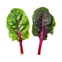 AI generated Bunch Of Green And Purple Swiss Chard With A Leafy Texture, Isolated Transparent Background png