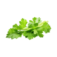 AI generated Bunch Of Fresh Green Leaf Of Celery With Water Drop, Isolated Background png