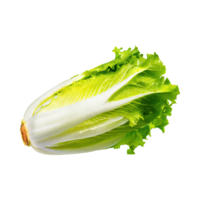 ai généré flottant de endive avec une croustillant texture, isolé transparent Contexte png