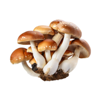 AI generated Floating Bunch Of Mushroom With A Brown Cap, Without Shadow, Blank White Isolated Background png