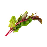 AI generated Floating Of Green And Red Sorrel With A Lemony Flavor, Isolated Transparent Background png