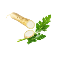 AI generated Floating Of Fresh Horseradish With A Pungent Smell With Sliced, Isolated Transparent Background png