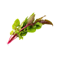 ai généré flottant de vert et rouge oseille avec une citronné saveur, isolé transparent Contexte png