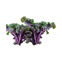 AI generated Floating Of Bunches Purple Kale With Curly Edges, Isolated Transparent Background png