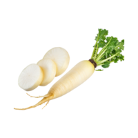 ai gegenereerd drijvend van wit daikon met een mild smaak, zonder schaduw, geïsoleerd transparant achtergrond png