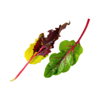 AI generated Floating Of Green And Red Sorrel With A Lemony Flavor, Isolated Transparent Background png