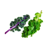 AI generated Floating Of Bunches Green Kale With Curly Edges, Isolated Transparent Background png