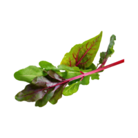 AI generated Floating Of Green And Red Sorrel With A Lemony Flavor, Isolated Transparent Background png