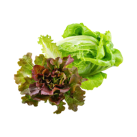 AI generated Floating Of Bunches Green And Red Lettuce With A Crunchy Texture, Isolated Transparent Background png