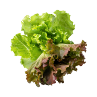 AI generated Floating Of Bunches Green And Red Lettuce With A Crunchy Texture, Isolated Transparent Background png