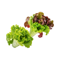 AI generated Floating Of Bunches Green And Red Lettuce With A Crunchy Texture, Isolated Transparent Background png