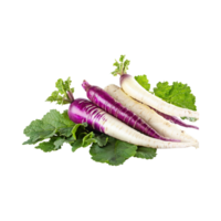 AI generated Small Of White And Purple Horseradish With A Pungent Smell, Isolated Transparent Background png