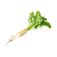 AI generated Floating Of Fresh Horseradish With A Pungent Smell With Sliced, Isolated Transparent Background png